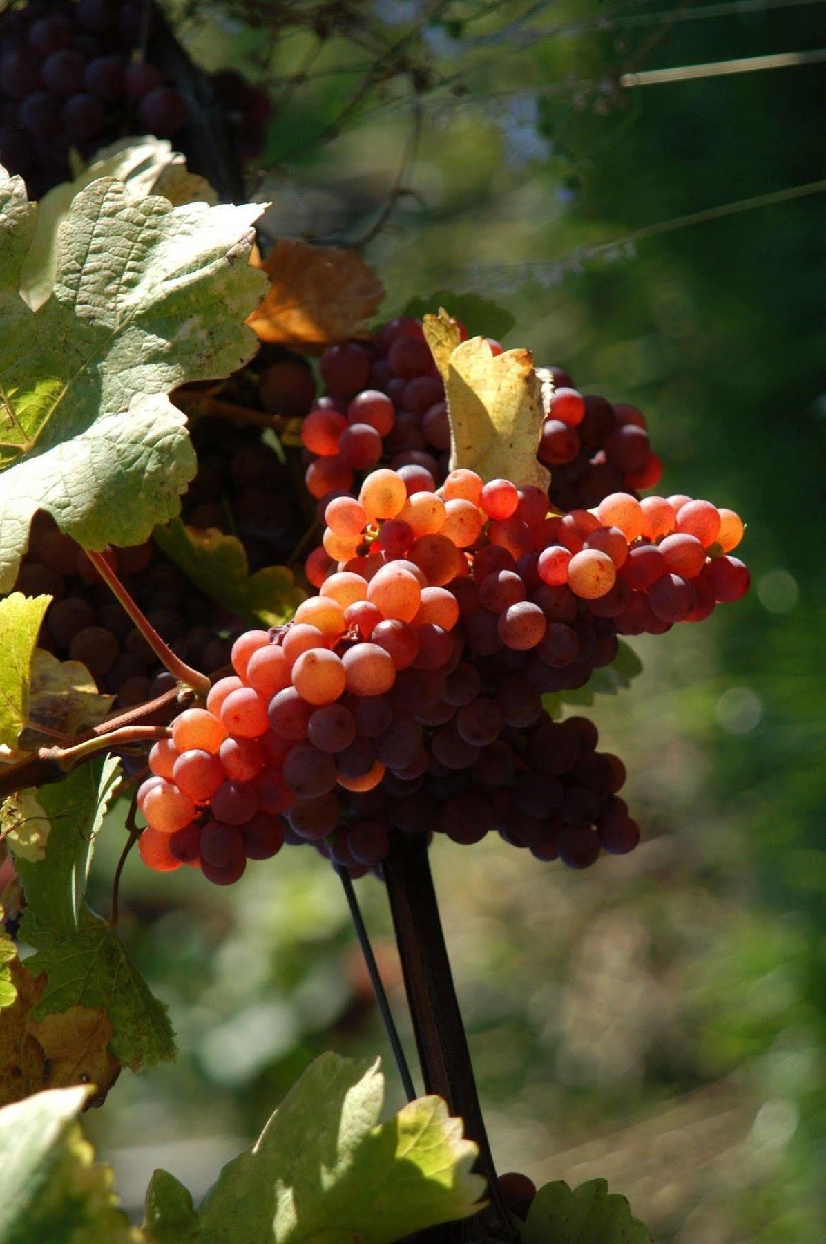 ספיפלד Weingut Primus Suedsteiermark מראה חיצוני תמונה