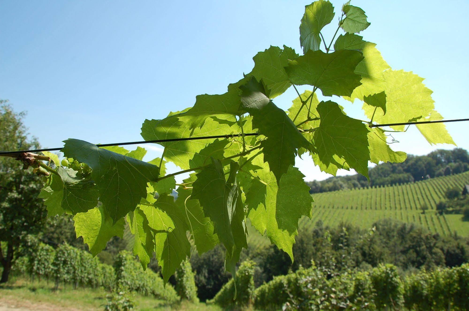 ספיפלד Weingut Primus Suedsteiermark מראה חיצוני תמונה
